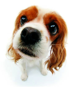 分享在 meiguo.com 上的图片