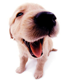 分享在 meiguo.com 上的图片