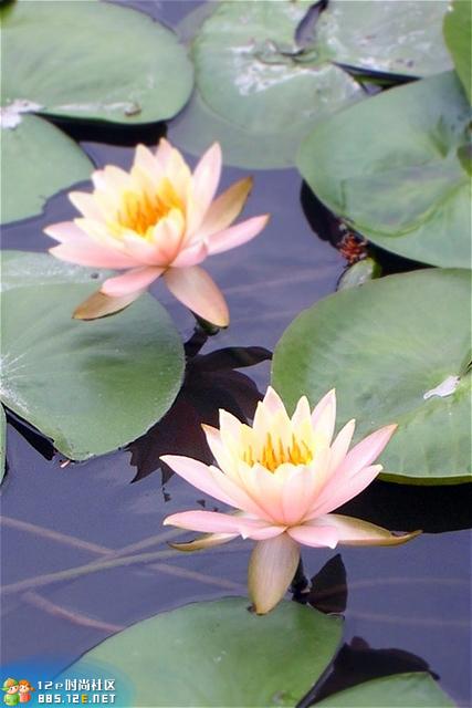 分享在 meiguo.com 上的图片