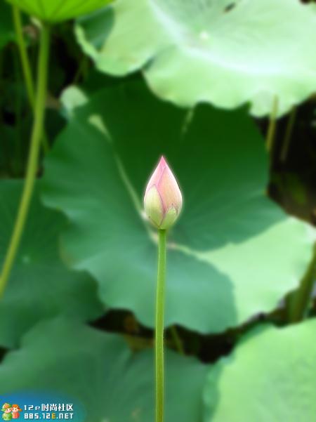 网友分享在meiguo.com的图片