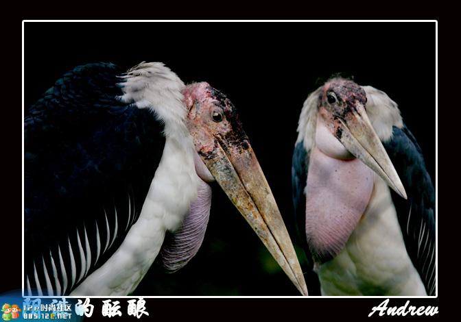 分享在 meiguo.com 上的图片